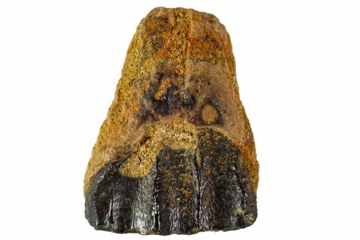 Ceratopsid Dinosaur Tooth - Judith River Formation, Montana #108107
